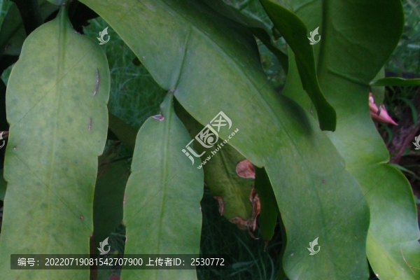 曇花