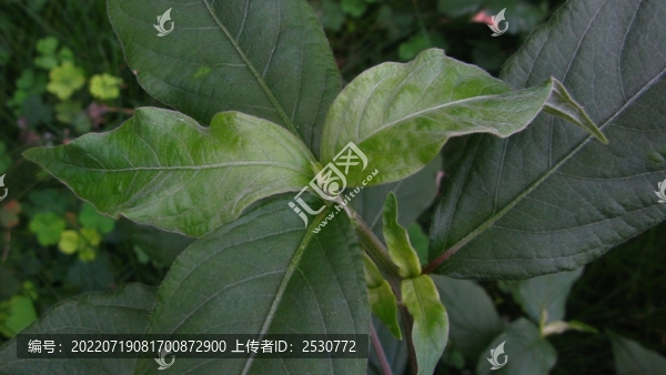 牛膝