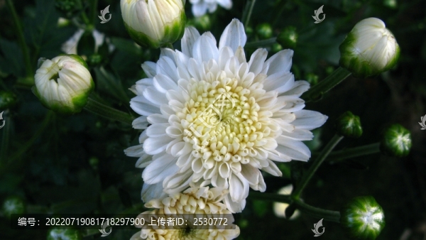 菊花