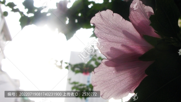木槿