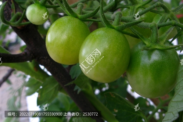 番茄