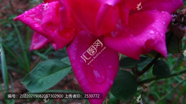 月季花
