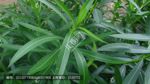 夾竹桃