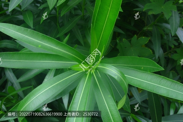 夾竹桃
