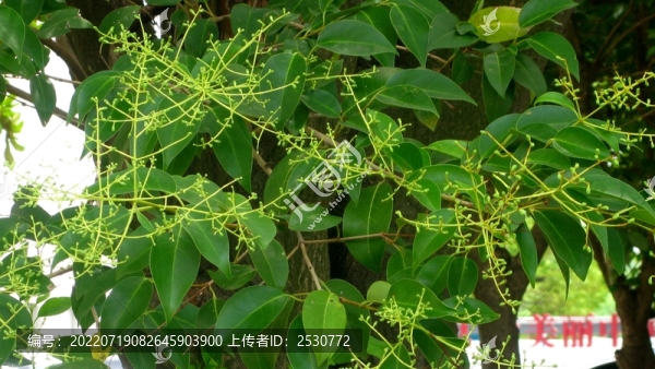 女貞