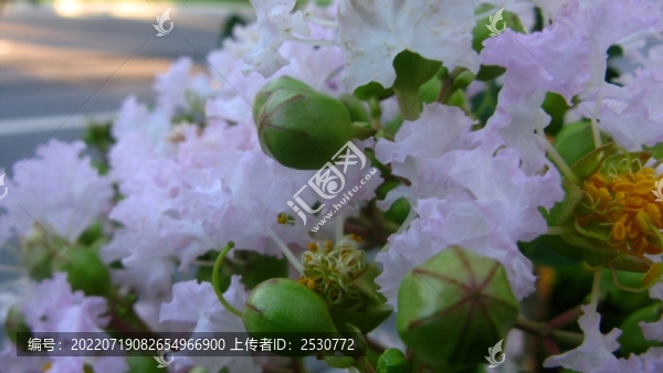 紫薇