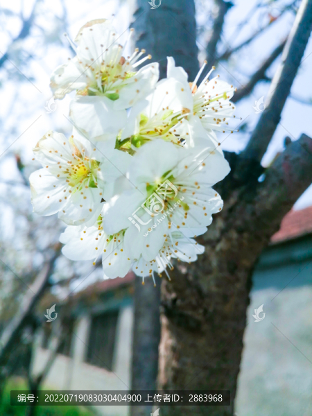 白色花特寫