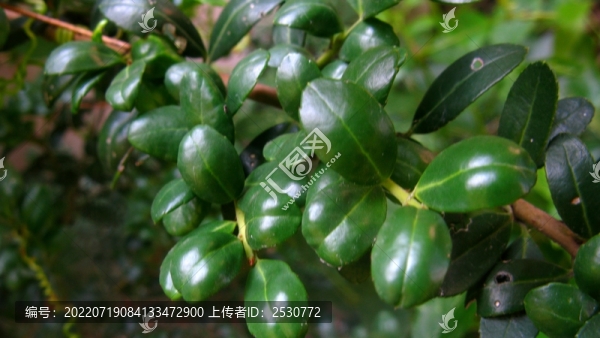 齒葉冬青