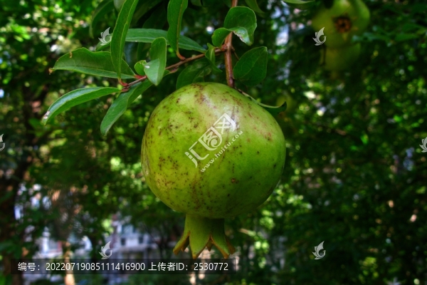 石榴