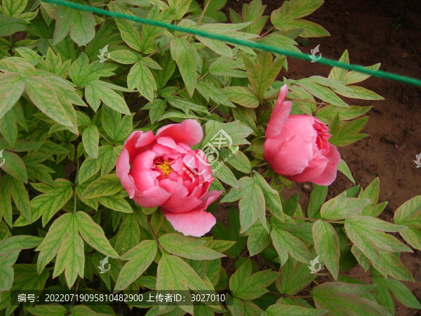 洛陽(yáng)王城公園牡丹