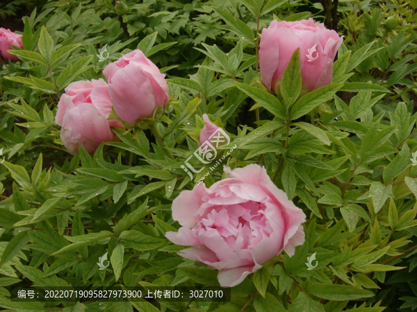 洛陽(yáng)王城公園牡丹