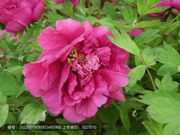 洛陽王城公園牡丹