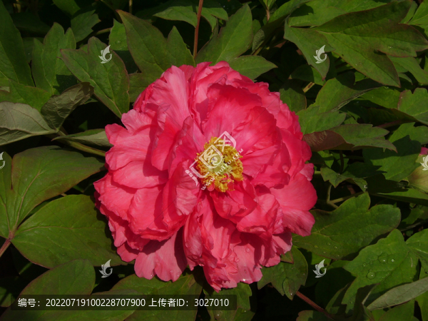 洛陽王城公園牡丹