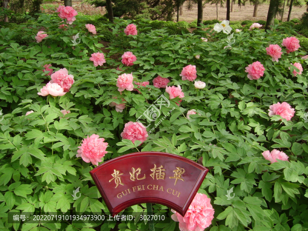 中國國花園牡丹
