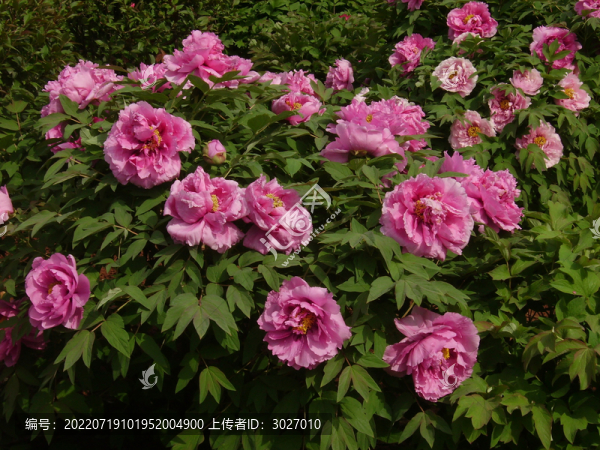 中國國花園牡丹