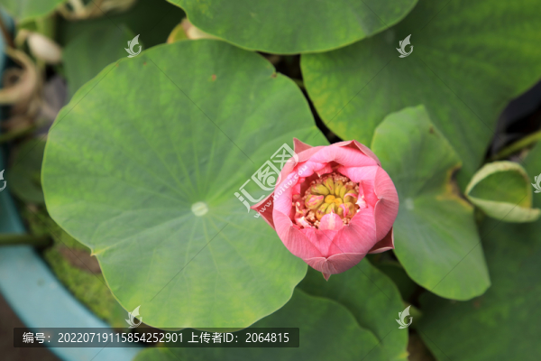 盆栽荷花