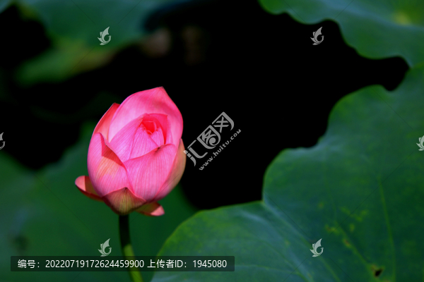 荷花特寫