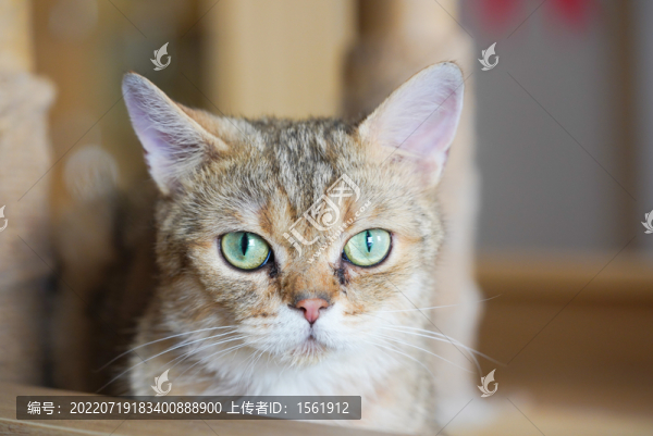 貓咪