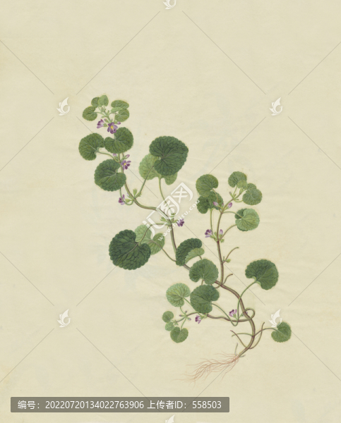 骨丹花水彩花卉國畫裝飾畫