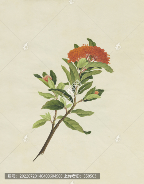 龍船花水彩花卉國畫裝飾畫