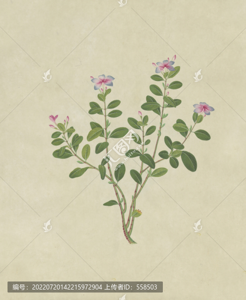 長春花水彩花卉國畫裝飾畫