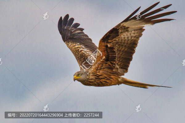 鷂