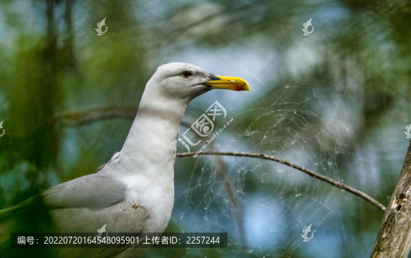 海鷗與海鳥