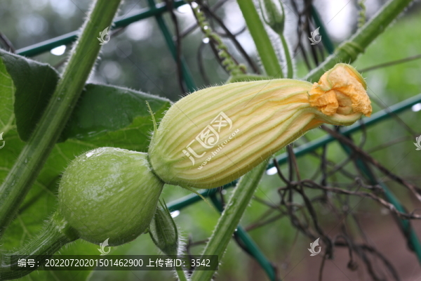 南瓜紐