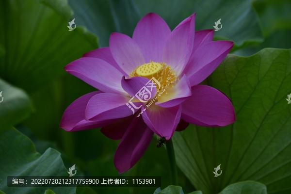 紅荷