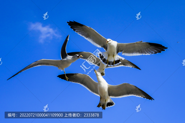 老鷹