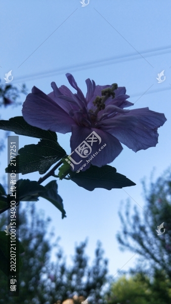 向往天空的凌霄花
