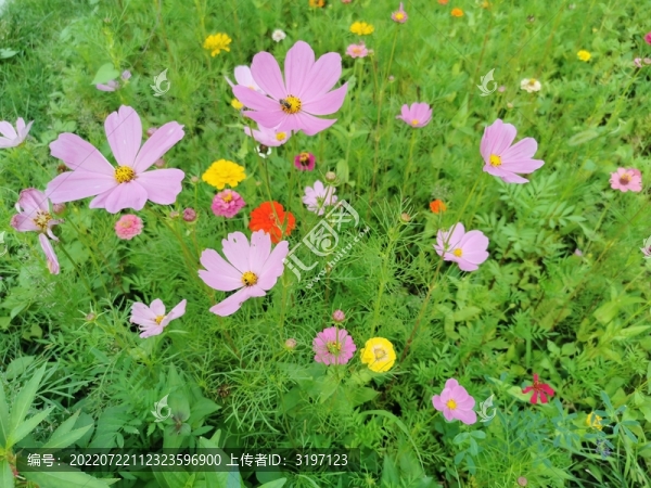 秋英