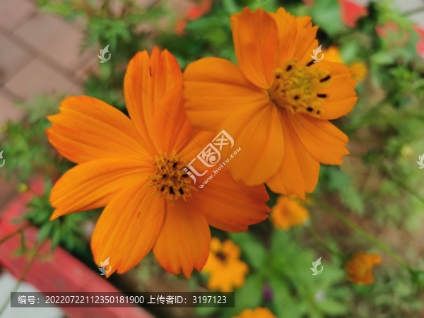 黃秋英