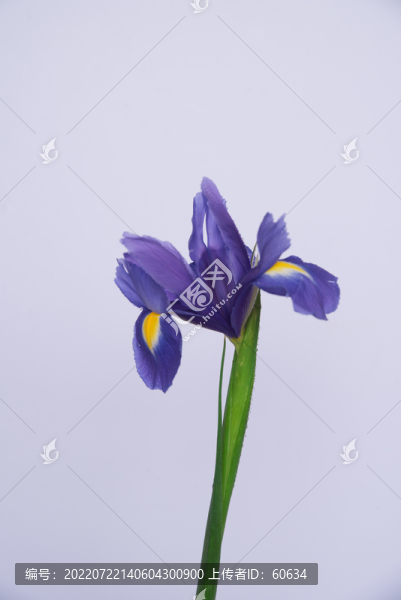 鳶尾花