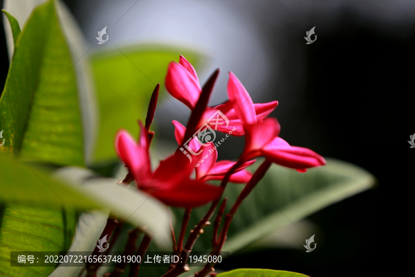 粉紅色雞蛋花