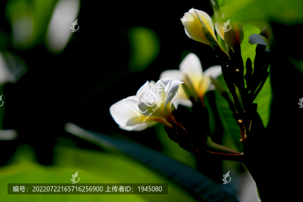 雞蛋花特寫