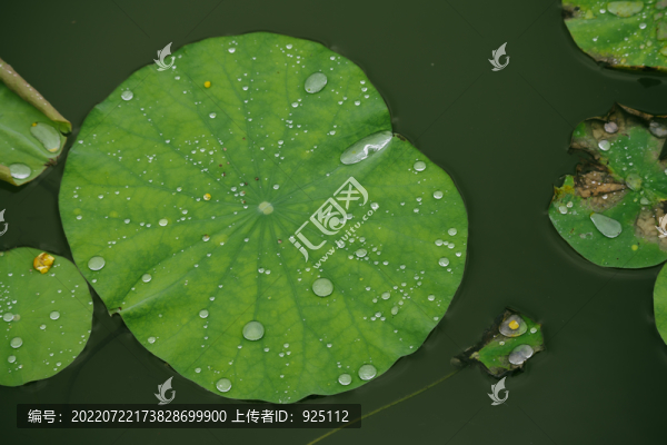 雨中荷葉