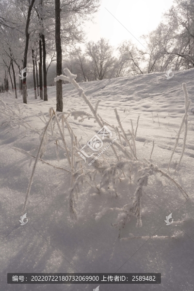 雪景