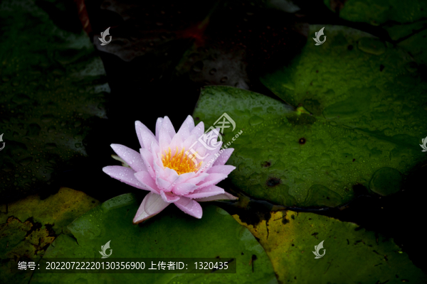 睡蓮