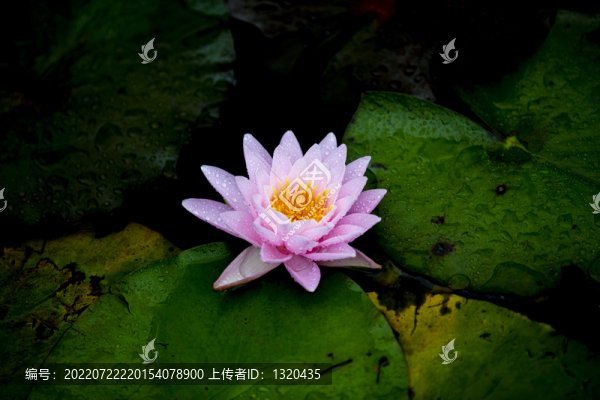 睡蓮