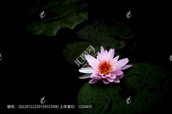 睡蓮