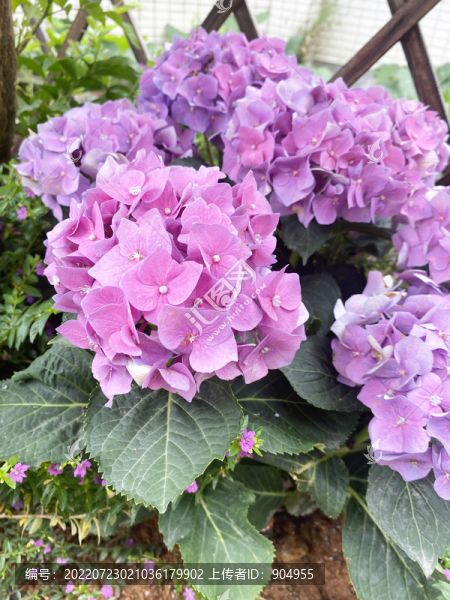 繡球花