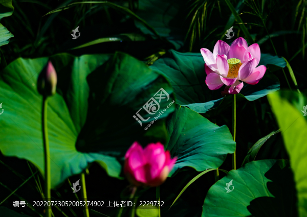 荷