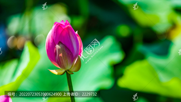 荷