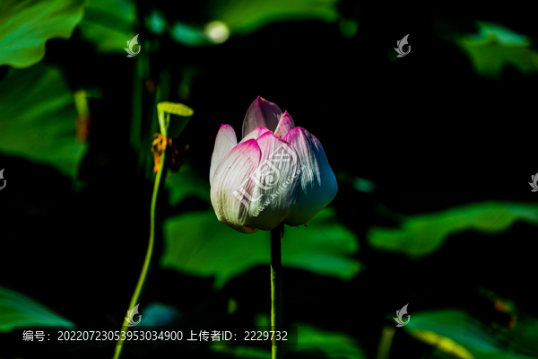 荷花