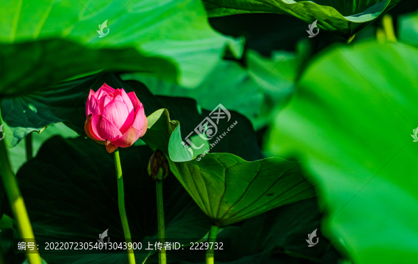 荷