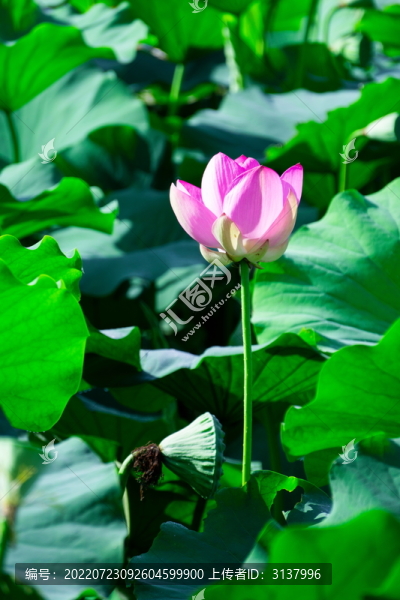 荷花素材圖