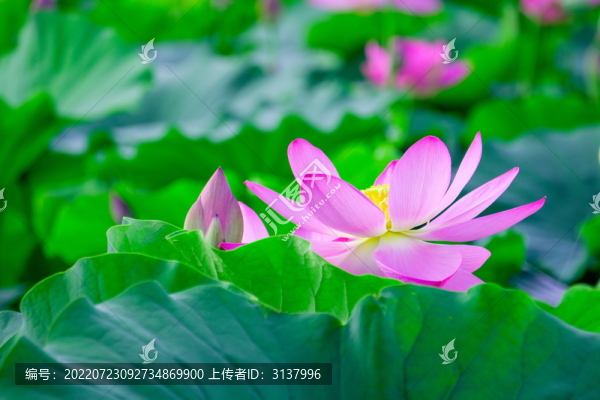 荷花素材圖