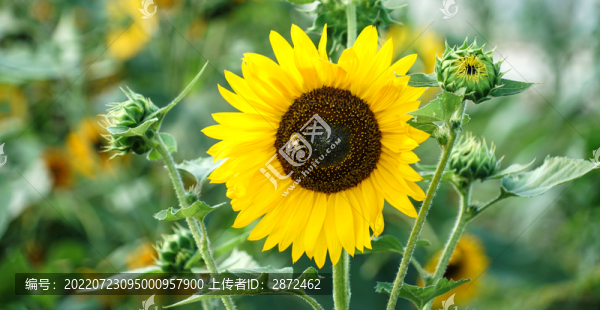 向日葵開花了