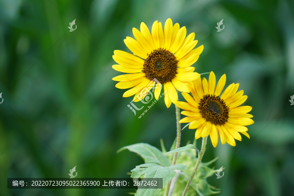 向日葵開(kāi)花了